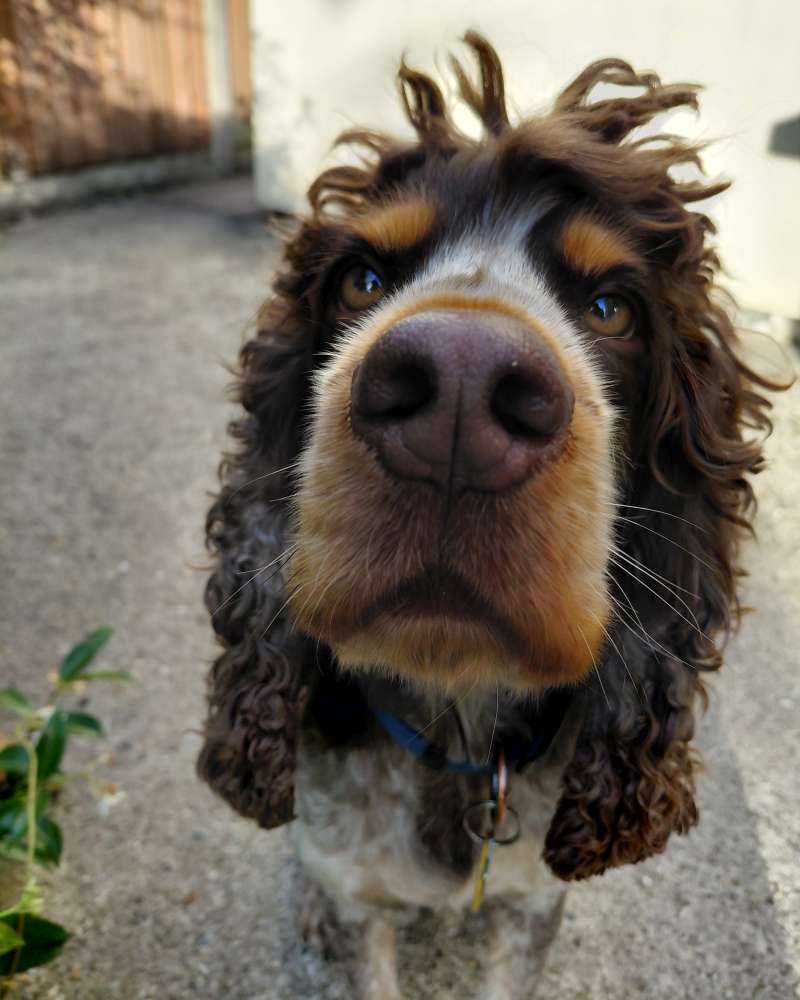 Bob